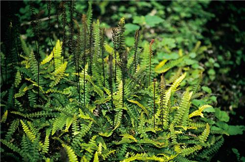 18_blechnum_pen_mar_alpina_18