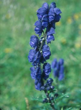 Aconitum napellus 'Newry Blue'