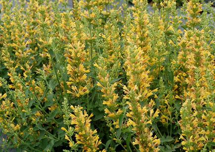 Agastache Kudos Yellow