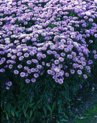 Aster amellus Lady