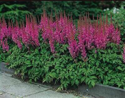 Astilbe chinensis 