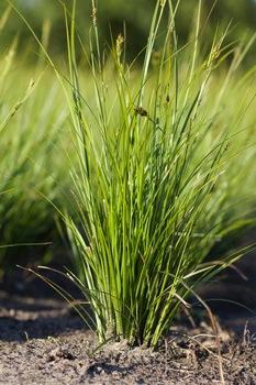 Carex brunnea Albolineata