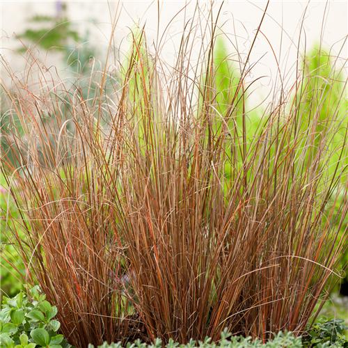 Carex buchananii Red Rooster Color Grass