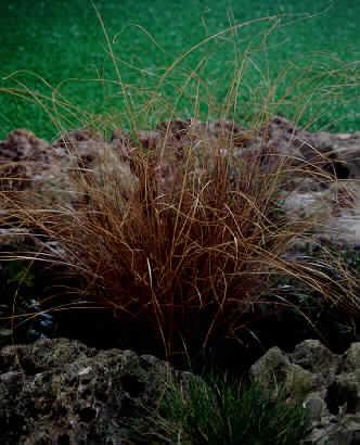 Carex comans Bronz