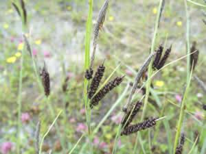 Carex flacca1