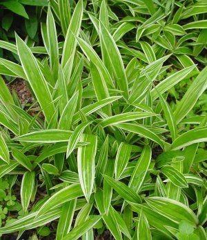 Carex siderosticha Variegata