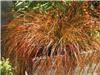 Carex testacea Prairie Fire 2