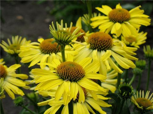 Echinacea -Cleopatra-