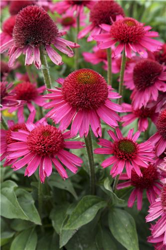 Echinacea -Delicious Candy-