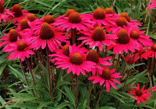 Echinacea -Glowing Dream-