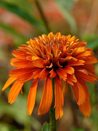 Echinacea -Marmalade-