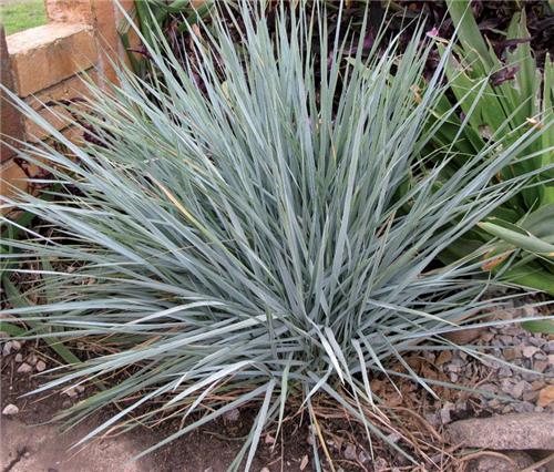 Elymus magellanicus