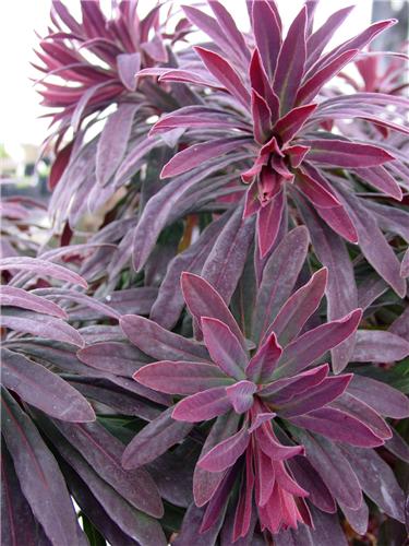 Euphorbia walberton -Ruby Glow-
