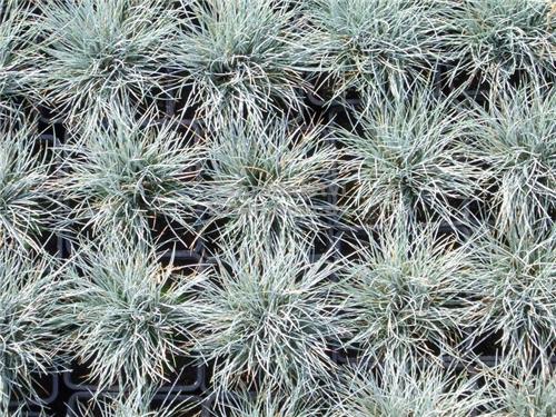 Festuca cinerea -Zwergenkonig-