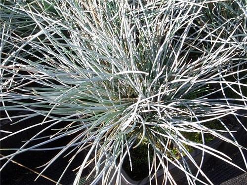 Festuca valesiaca Silbersee