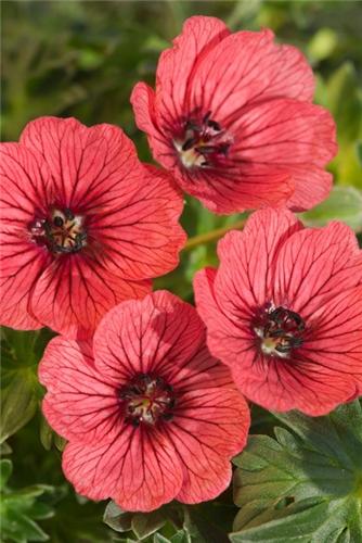 Geranium jolly jewel salmon