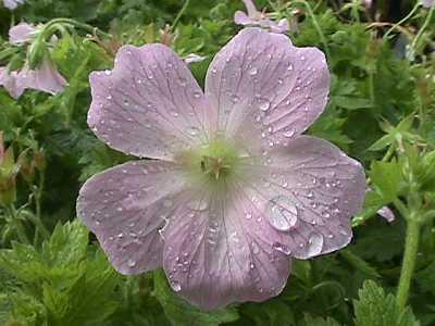 Geranium oxonianum 'Rebecca Moss'