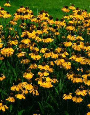 Helenium big. The 