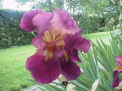 Iris (G) Alcazar1