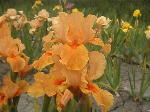 Iris (G) Apricot S