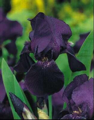 Iris (G) Black Kni