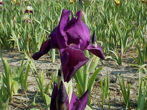 Iris (G) Black swa