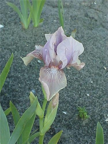 Iris (G) Concotion