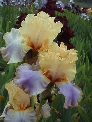 Iris (G) Dualtone