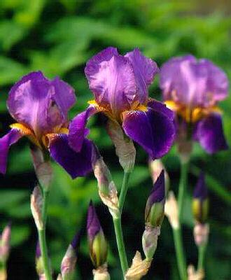 Iris (G) Lent. A. 