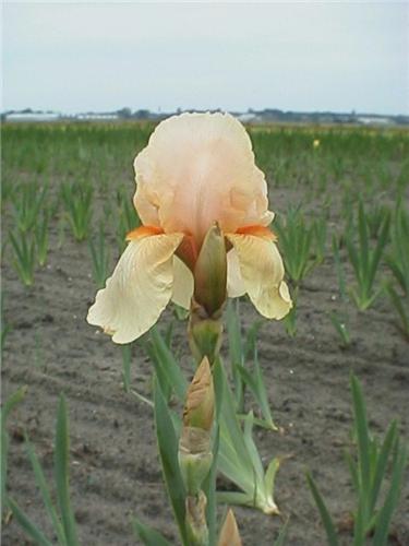 Iris (G) Nel Jape1