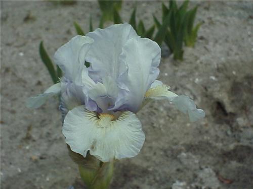 Iris (G) NordicCry