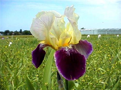 Iris (G) Salonique