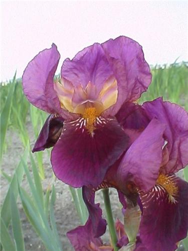 Iris (G) Senlac2