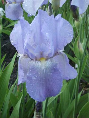 Iris (G) Springtim