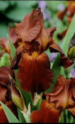 Iris (G) Sultan's 