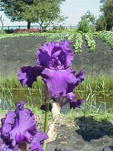 Iris (G) Titans Gl