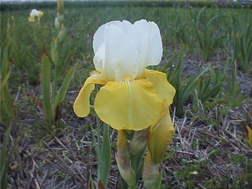 Iris (G) Tulip Fes