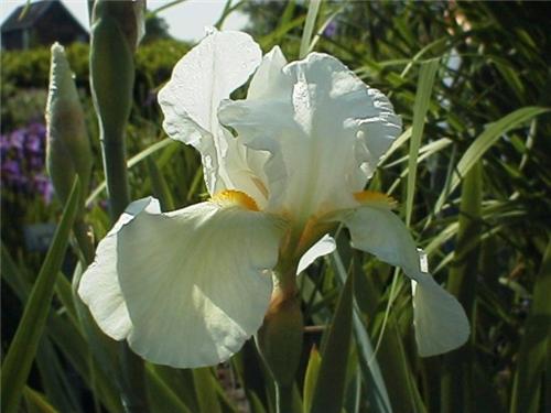Iris (G) White Kni