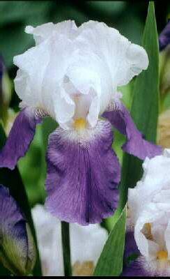 Iris (G) arpege