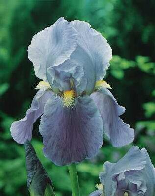 Iris (G) blue rhyt