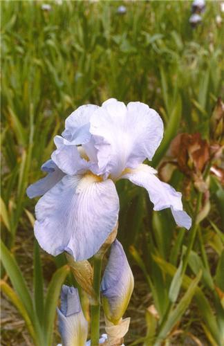 Iris (G) licht blauw1