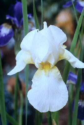 Iris (G) lugano