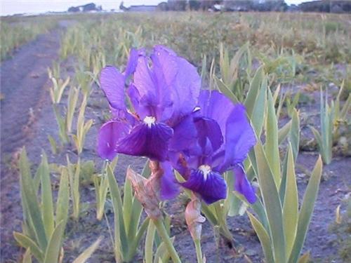 Iris (P) Atroviola