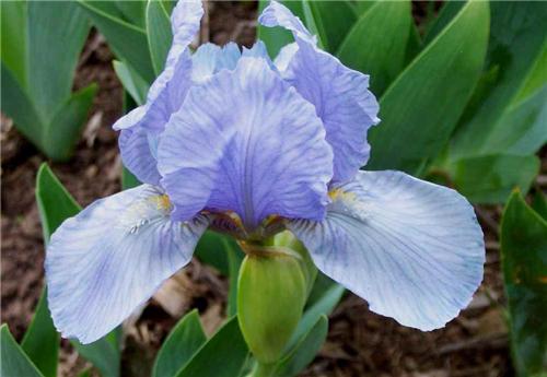 Iris (P) Blue Deni