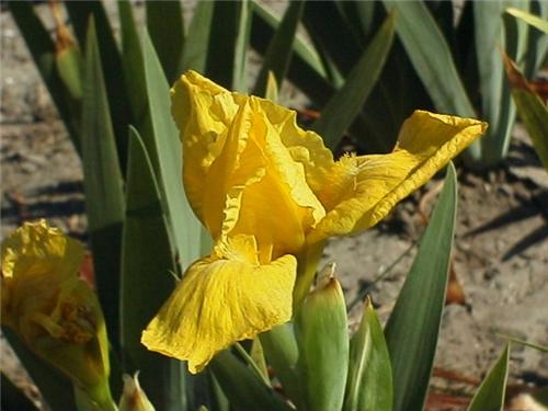 Iris (P) Brassie3