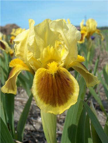 Iris (P) Meadow Co