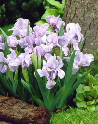 Iris (P) azurea