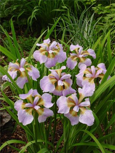 Iris (P) hybrid Ri