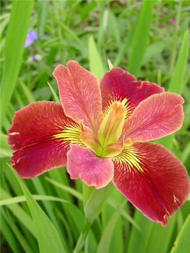 Iris (P) louisiana