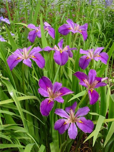 Iris (P) louisiana